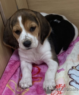 Photo №2 to announcement № 167473 for the sale of beagle - buy in Denmark private announcement, breeder