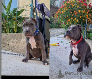 Photo №2 to announcement № 109505 for the sale of american bully - buy in Italy private announcement