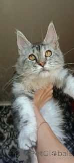 Photo №1. maine coon - for sale in the city of Roslavl | 254$ | Announcement № 149173