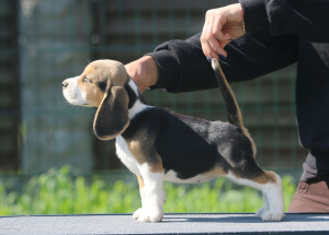 Photo №1. beagle - for sale in the city of Minsk | 599$ | Announcement № 2906