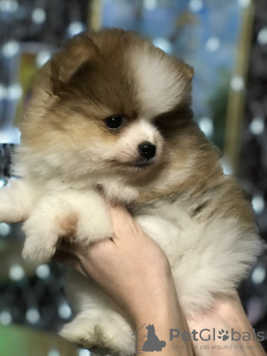 Photo №2 to announcement № 8735 for the sale of pomeranian - buy in Russian Federation from nursery, breeder