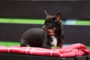 Photo №3. Churchill - Chihuahua.. Russian Federation