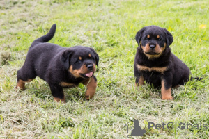 Photo №1. rottweiler - for sale in the city of Carlsbad | 500$ | Announcement № 87546