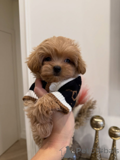 Photo №2 to announcement № 163591 for the sale of maltipu - buy in Germany breeder