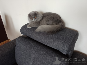 Photo №1. british longhair - for sale in the city of Ясень | 379$ | Announcement № 53024