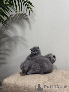 Photo №4. I will sell scottish fold in the city of Bayerbach.  - price - negotiated