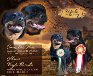Photo №1. rottweiler - for sale in the city of Stavropol | 473$ | Announcement № 13238