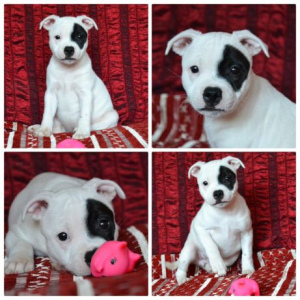Additional photos: Staffordshire Bull Terrier puppies