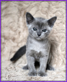 Photo №2 to announcement № 3241 for the sale of burmese cat - buy in Belarus from nursery