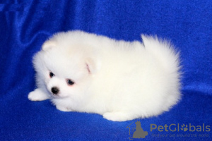 Photo №1. pomeranian - for sale in the city of Дортмунд | 500$ | Announcement № 47563
