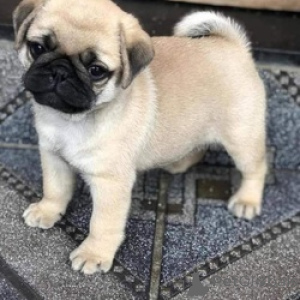 Photo №2 to announcement № 175185 for the sale of pug - buy in Germany 