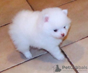 Photo №1. pomeranian - for sale in the city of Derventa | 300$ | Announcement № 63505