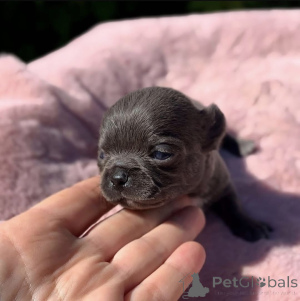 Photo №1. non-pedigree dogs - for sale in the city of Oklahoma City | 1000$ | Announcement № 168225