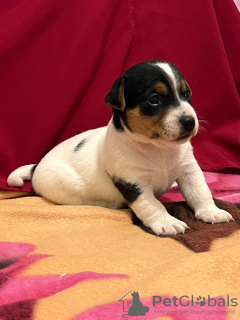 Photo №1. jack russell terrier - for sale in the city of Haifa | negotiated | Announcement № 77495