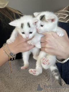 Additional photos: Beautiful kittens for sale