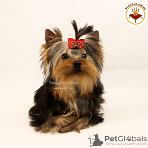 Photo №2 to announcement № 10175 for the sale of yorkshire terrier - buy in Ukraine private announcement, from nursery, breeder