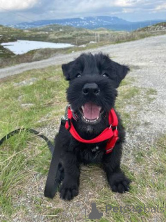 Photo №2 to announcement № 173096 for the sale of giant schnauzer - buy in Ukraine private announcement, breeder