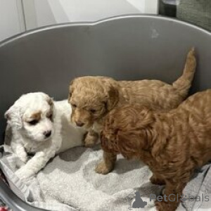 Photo №1. poodle (royal) - for sale in the city of Ercolano | negotiated | Announcement № 168822
