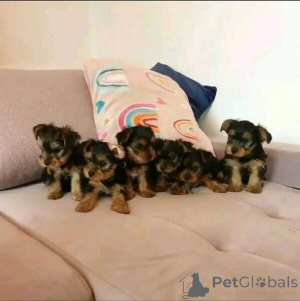 Photo №2 to announcement № 149687 for the sale of yorkshire terrier - buy in Germany private announcement