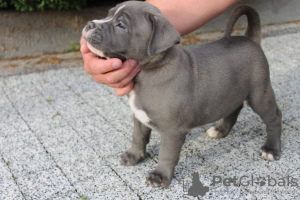 Photo №2 to announcement № 57964 for the sale of american bully - buy in Poland private announcement, breeder