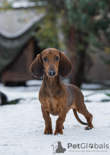 Additional photos: Standard dachshund puppies