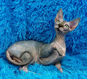 Photo №2 to announcement № 4699 for the sale of sphynx-katze - buy in Ukraine from nursery, breeder