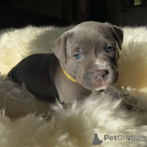 Photo №2 to announcement № 171874 for the sale of staffordshire bull terrier - buy in Czech Republic breeder
