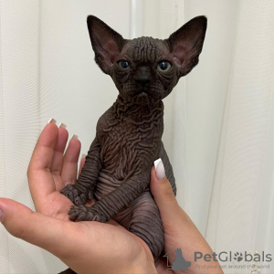 Photo №2 to announcement № 93340 for the sale of sphynx cat - buy in United States private announcement