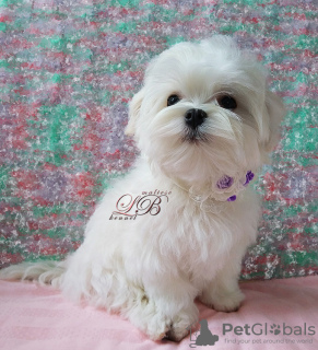 Photo №1. maltese dog - for sale in the city of Kiev | 1500$ | Announcement № 17585