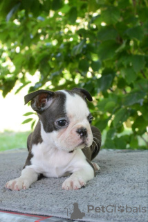 Additional photos: Boston terriers