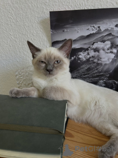 Photo №3. Purebred Siamese Kitten Striking Blue Eyes & Royal Personality (Europe). Germany