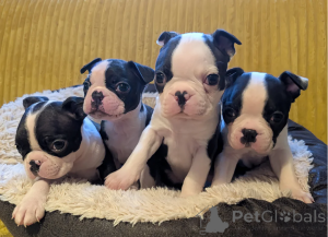 Photo №2 to announcement № 166503 for the sale of boston terrier - buy in Germany private announcement