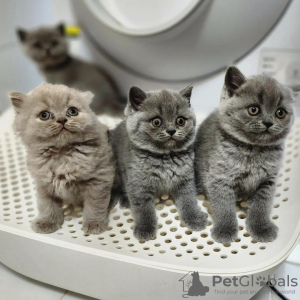 Photo №1. british shorthair - for sale in the city of New York | 300$ | Announcement № 53130