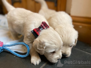 Photo №1. golden retriever - for sale in the city of Giethoorn | negotiated | Announcement № 133651
