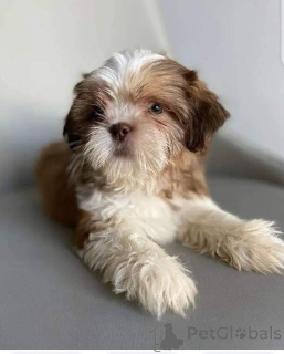 Photo №3. Prachtige Shih Tzu-puppy's met stamboom perfecte gezelschapshonden voor het hele. Belgium