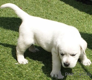 Photo №1. labrador retriever - for sale in the city of Warsaw | negotiated | Announcement № 162449