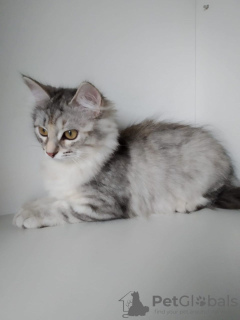 Photo №1. siberian cat - for sale in the city of Omsk | 4$ | Announcement № 12215