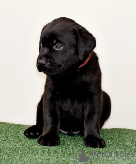 Photo №2 to announcement № 106720 for the sale of labrador retriever - buy in Russian Federation private announcement