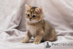Photo №4. I will sell british shorthair in the city of Kishinev. breeder - price - 572$