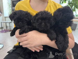 Photo №2 to announcement № 94429 for the sale of affenpinscher - buy in Ukraine from nursery