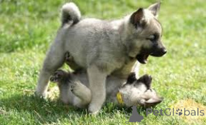 Photo №3. Norwegische Elchhundwelpen zu verkaufen. Netherlands