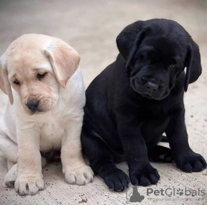 Photo №3. Labrador Retriever Welpen. Germany