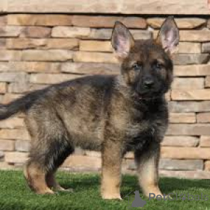 Photo №3. Duitse Herderpuppy's te koop. Belgium