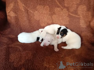 Additional photos: Jack Russell Terriers