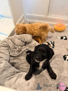 Photo №1. leonberger - for sale in the city of Andelst | negotiated | Announcement № 166929