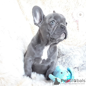 Photo №1. french bulldog - for sale in the city of Berlin | negotiated | Announcement № 115823