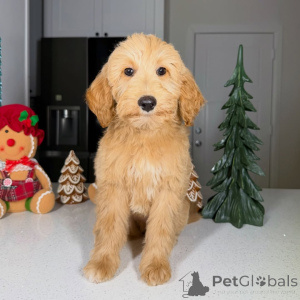 Photo №1. golden retriever - for sale in the city of Helsinki | negotiated | Announcement № 160067