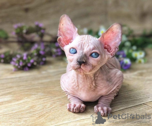 Photo №1. sphynx cat - for sale in the city of Berlin | 423$ | Announcement № 123427