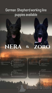Photo №4. I will sell german shepherd in the city of Kragujevac. breeder - price - negotiated