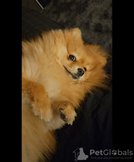 Photo №2 to announcement № 93628 for the sale of pomeranian - buy in Canada private announcement